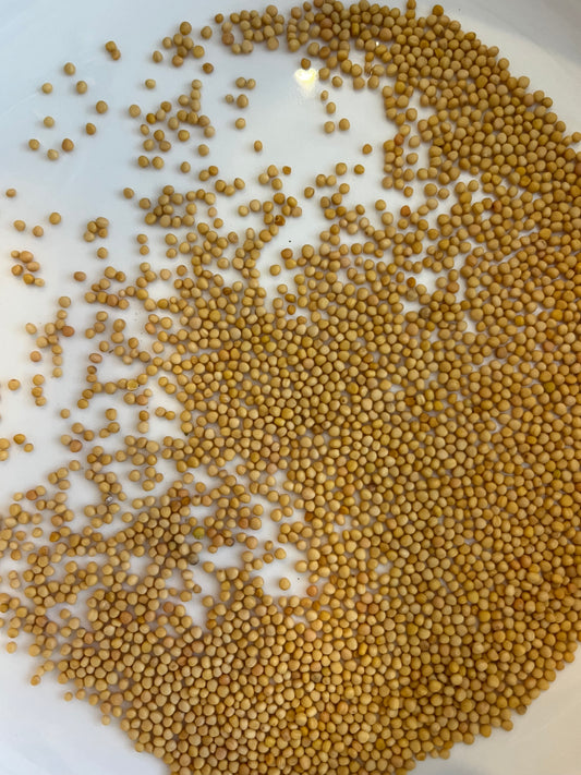 Mustard Seed Yellow 10g